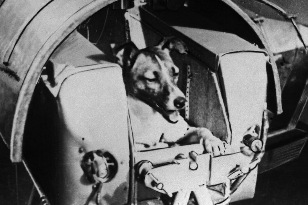 Laika in space