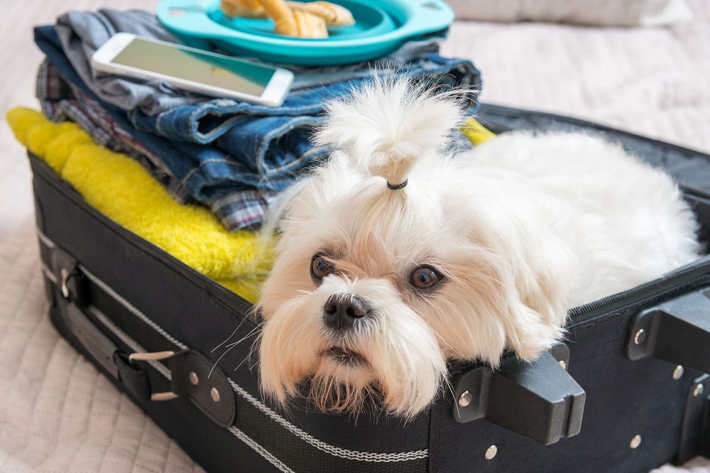 dog boarding for travel