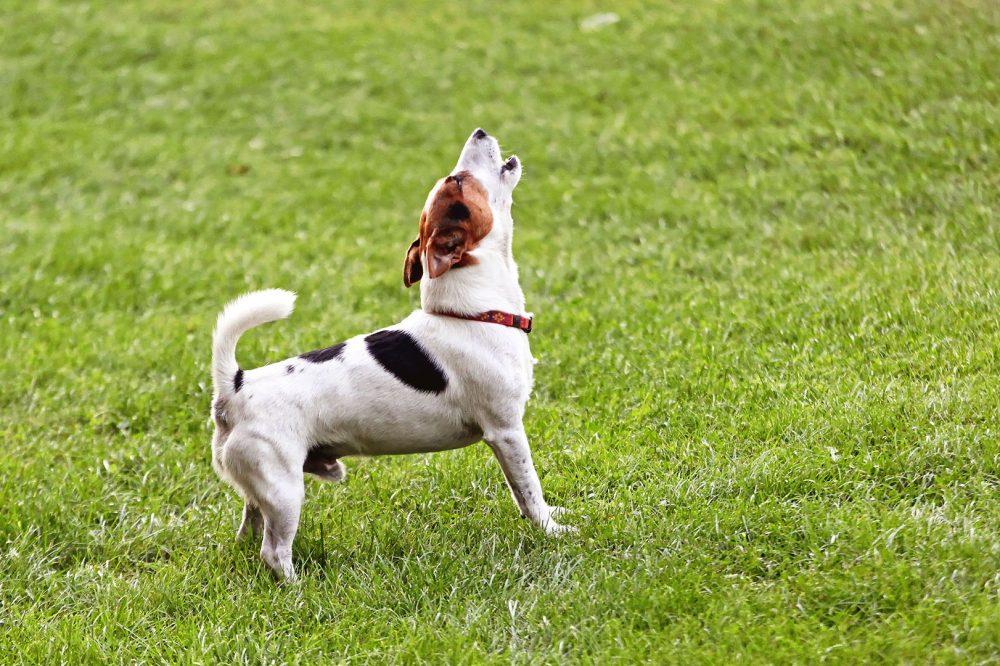 Jack Russell Terrier barking