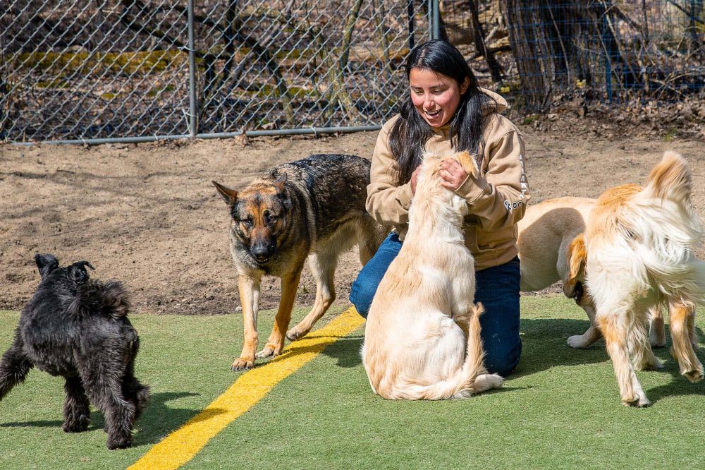 Dog Training & Boarding in Boxford, MA Atlantic K9