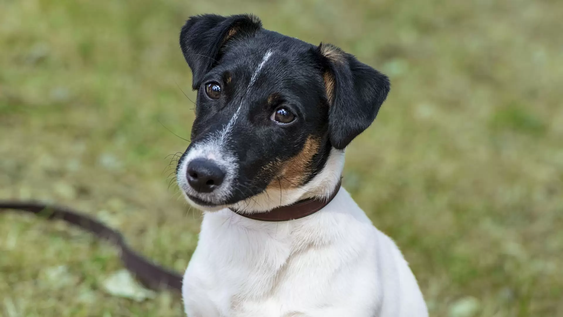 Fact Fiction: The Jack Terrier - Atlantic K9