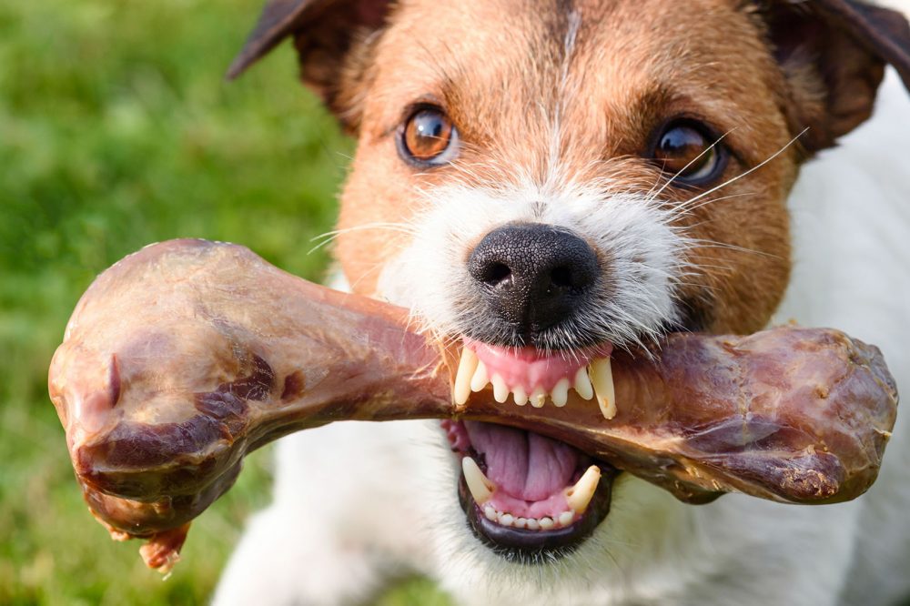 dog food aggression