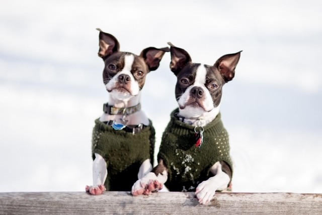 Two boston terriers wearing sweaters