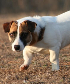 male jack russell terrier