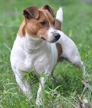 male stud jack russell terrier