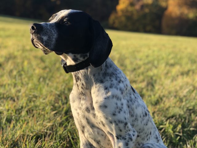 English Setter-Pointer sitting in a field, looking off into the distance