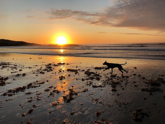 Lab mix running on the beach at sunset