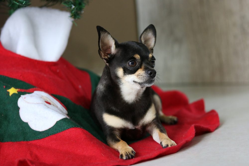 cute puppy under Christmas tree
