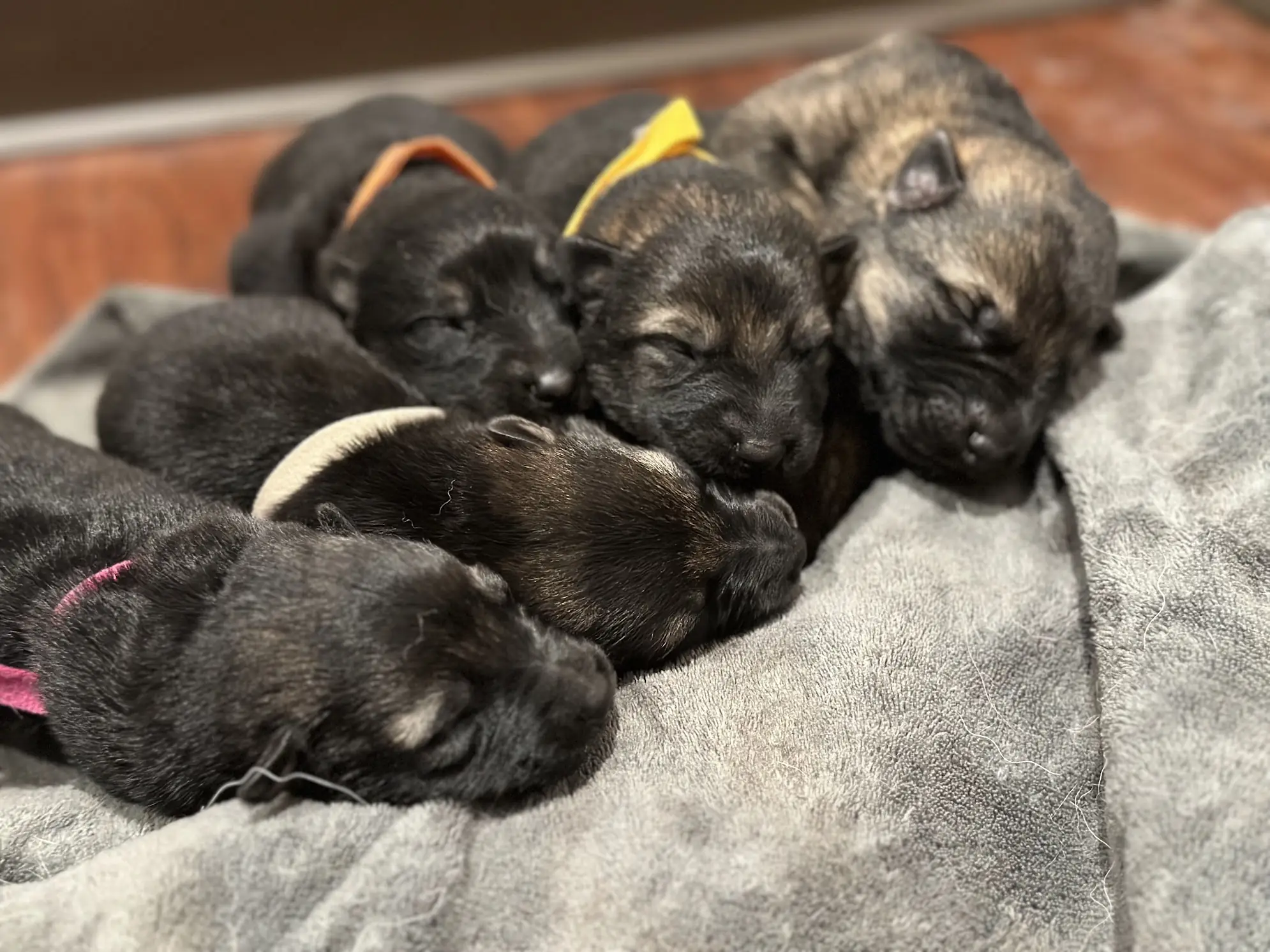 K9 german fashion shepherd puppies