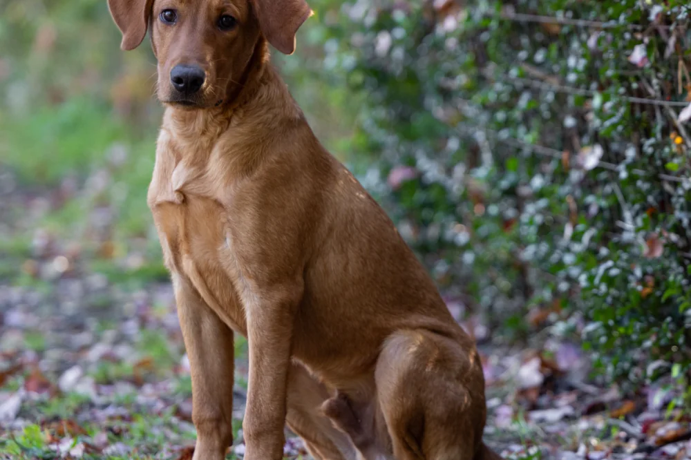 Oscar, a brown Labrador, sitting outdoors.