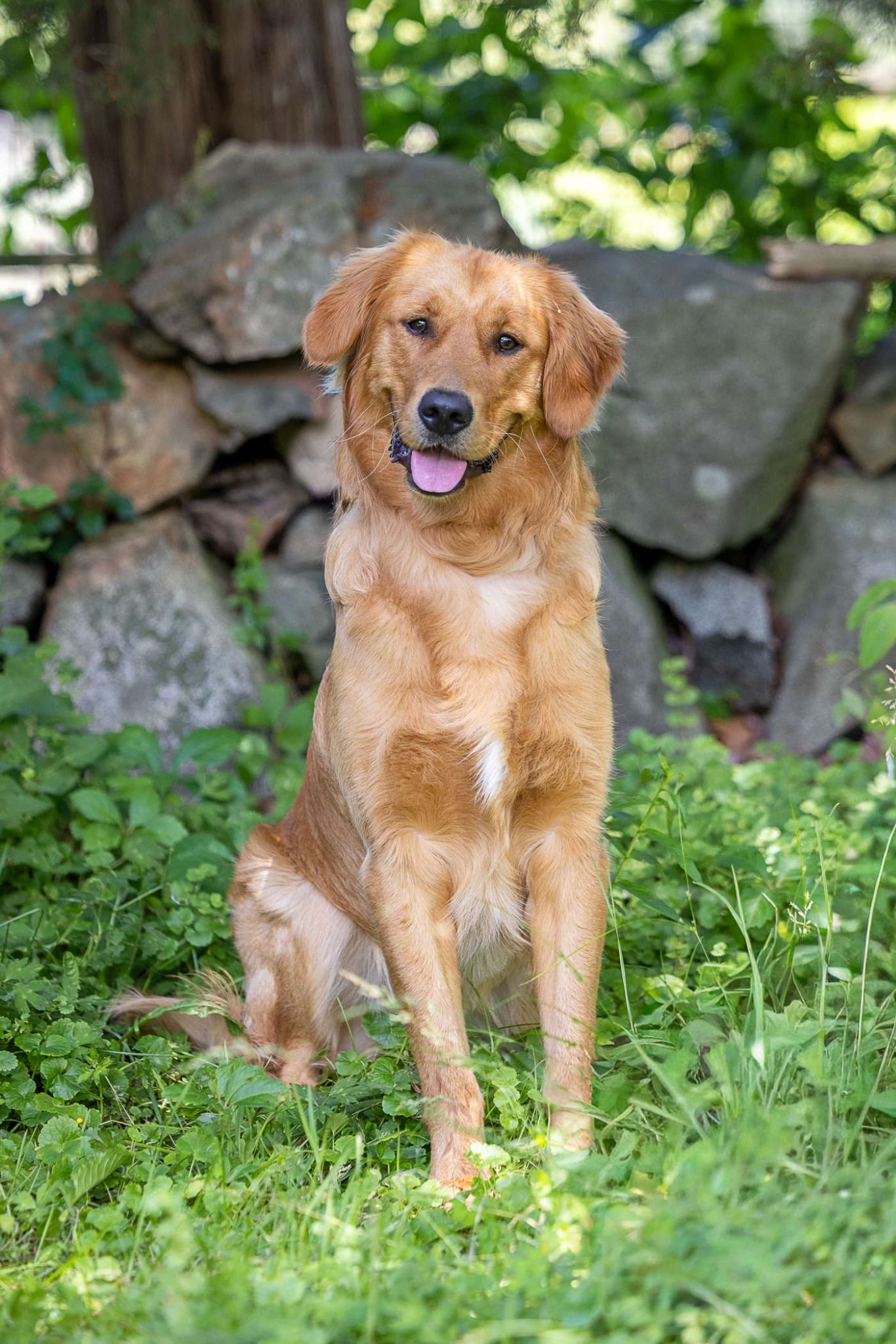 Wisdom, a golden retriever