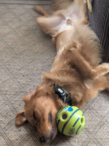 Wisdom, a golden retriever