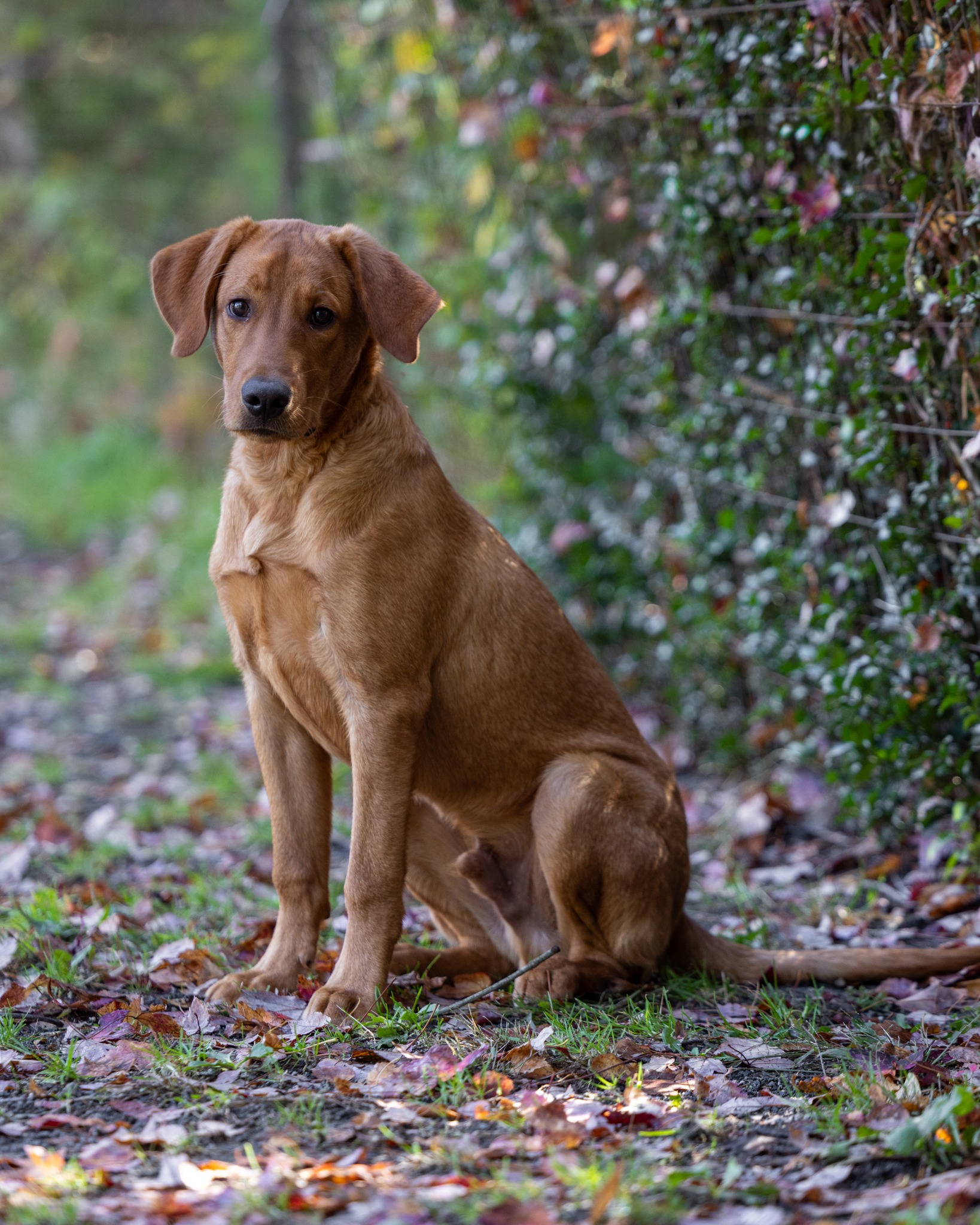 Oscar, a brown Labrador, sitting outdoors.